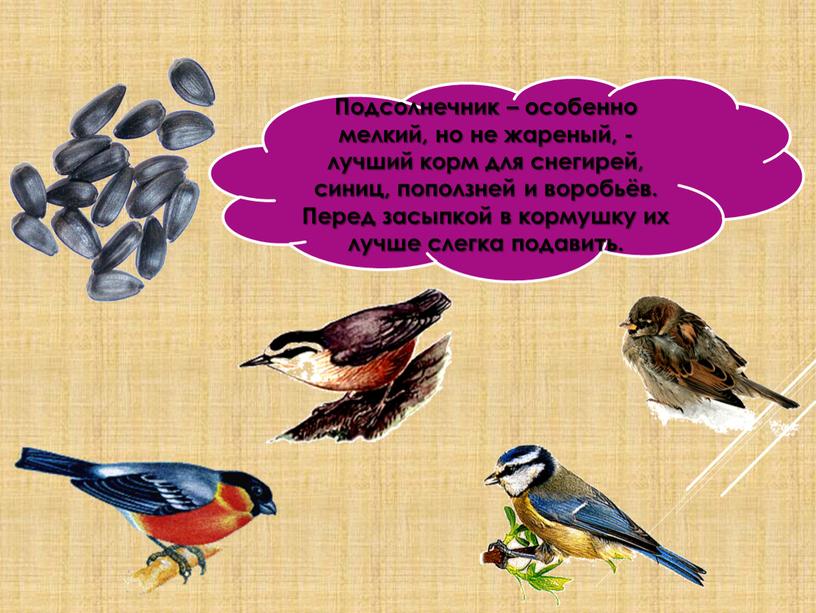 Подсолнечник – особенно мелкий, но не жареный, - лучший корм для снегирей, синиц, поползней и воробьёв