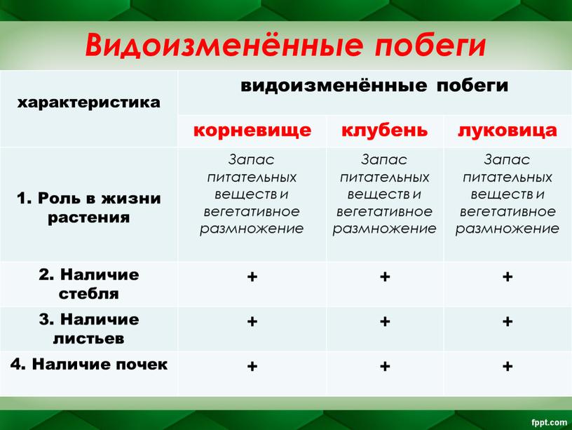 Видоизменённые побеги характеристика видоизменённые побеги корневище клубень луковица 1