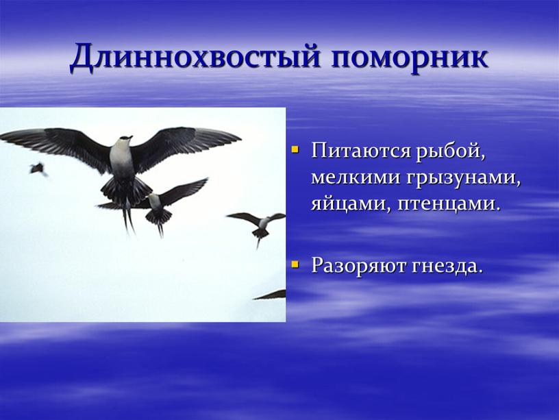 Длиннохвостый поморник Питаются рыбой, мелкими грызунами, яйцами, птенцами