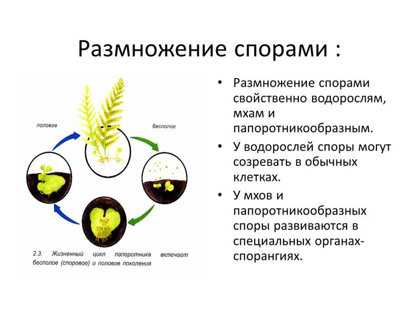 Размножение спорами : Размножение спорами свойственно водорослям, мхам и папоротникообразным