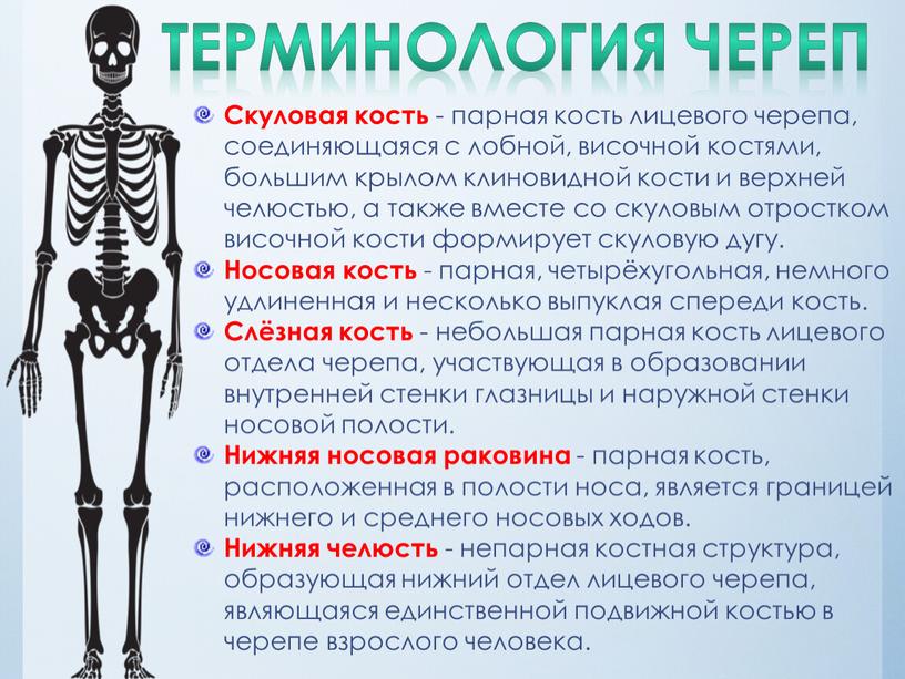 ТЕРМИНОЛОГИЯ череп Скуловая кость - парная кость лицевого черепа, соединяющаяся с лобной, височной костями, большим крылом клиновидной кости и верхней челюстью, а также вместе со…