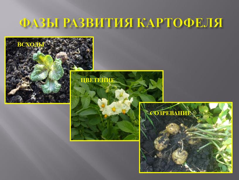 ФАЗЫ РАЗВИТИЯ КАРТОФЕЛЯ ЦВЕТЕНИЕ