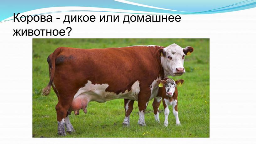 Корова - дикое или домашнее животное?