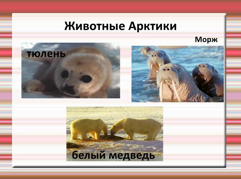 Животные Арктики Морж