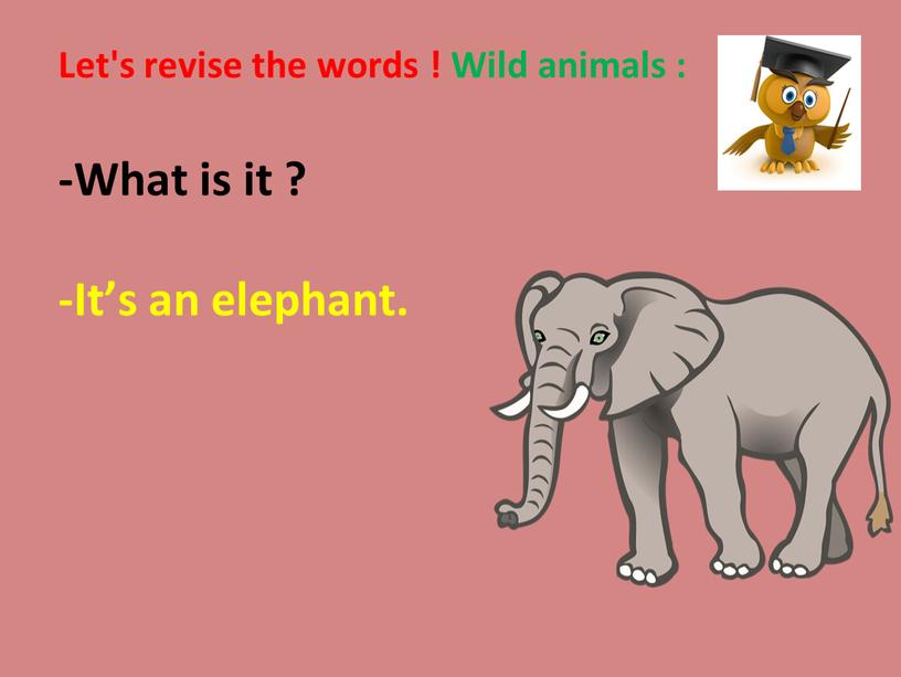 Let's revise the words ! Wild animals : -What is it ? -It’s an elephant