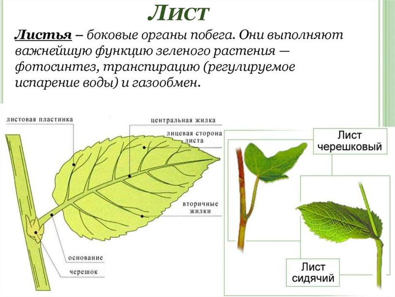 Царства растений