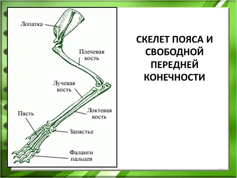 СКЕЛЕТ ПОЯСА И СВОБОДНОЙ ПЕРЕДНЕЙ