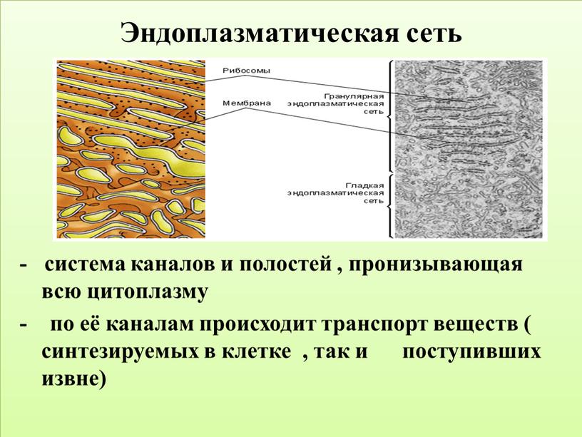Эндоплазматическая сеть - система каналов и полостей , пронизывающая всю цитоплазму - по её каналам происходит транспорт веществ ( синтезируемых в клетке , так и…