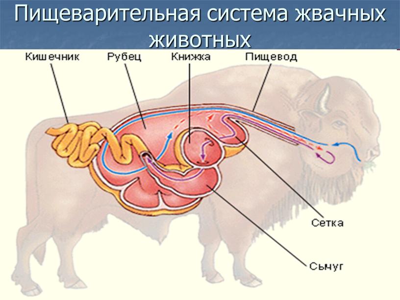 Пищеварительная система жвачных животных