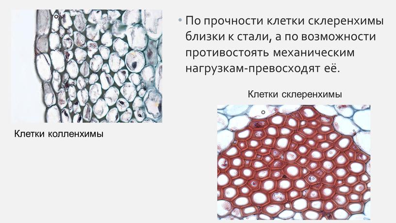 По прочности клетки склеренхимы близки к стали, а по возможности противостоять механическим нагрузкам-превосходят её