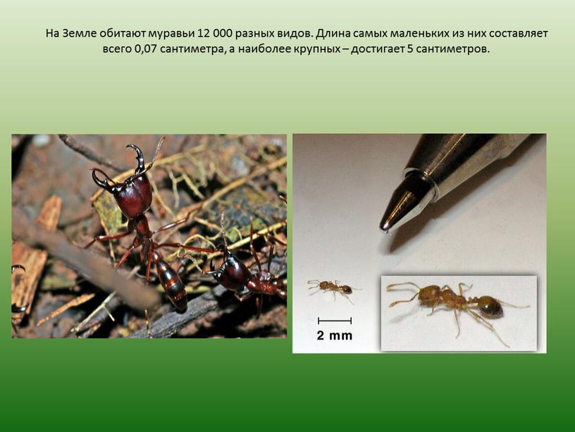На Земле обитают муравьи 12 000 разных видов
