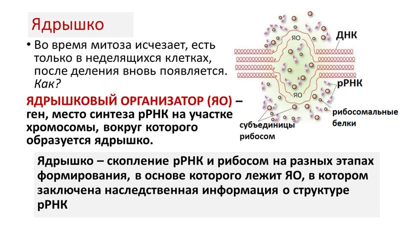 Ядрышко Во время митоза исчезает, есть только в неделящихся клетках, после деления вновь появляется