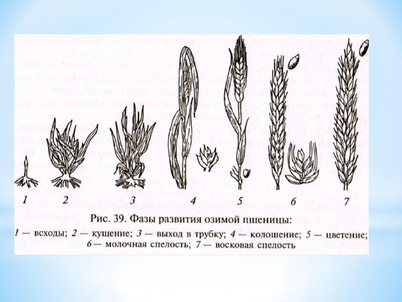 Условия прорастания семян растений, 6 класс, биология