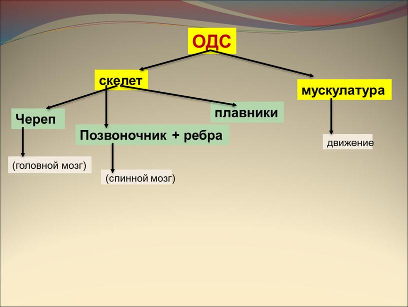 Череп Позвоночник + ребра плавники (головной мозг) (спинной мозг)