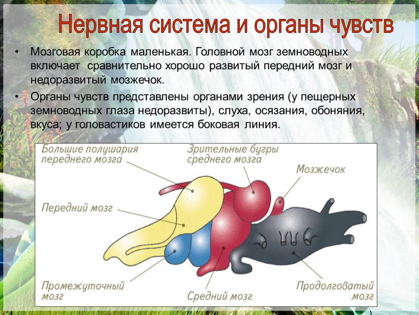 Мозговая коробка маленькая. Головной мозг земноводных включает сравнительно хорошо развитый передний мозг и недоразвитый мозжечок