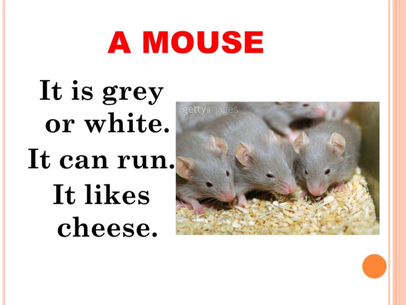 A MOUSE It is grey or white. It can run