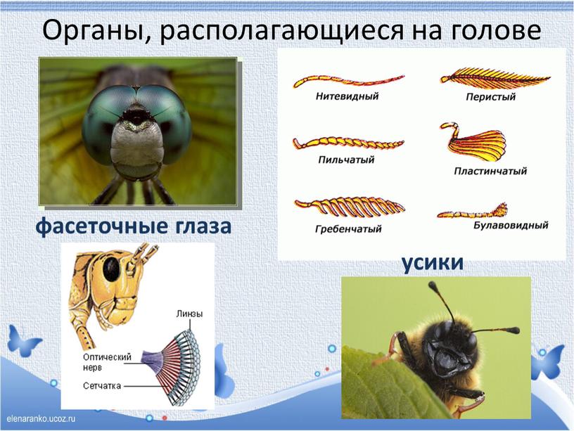 Органы, располагающиеся на голове фасеточные глаза усики