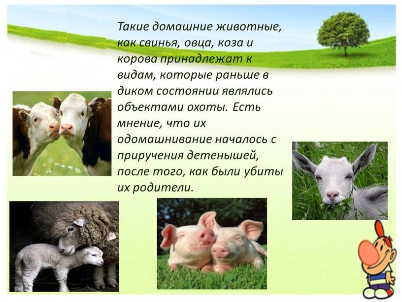 Такие домашние животные, как свинья, овца, коза и корова принадлежат к видам, которые раньше в диком состоянии являлись объектами охоты