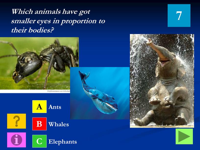 A B C Ants Whales Elephants Which animals have got smaller eyes in proportion to their bodies? 7