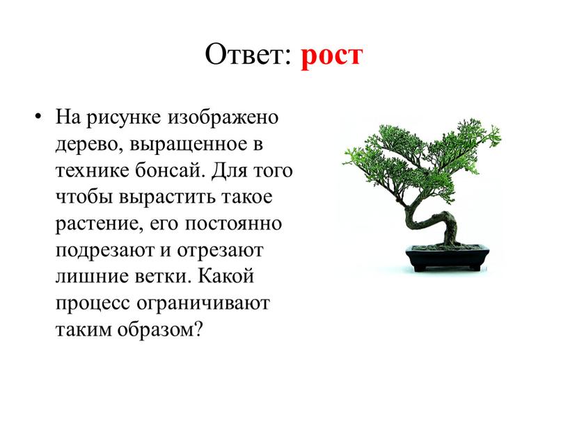 Ответ: рост На рисунке изображено дерево, выращенное в технике бонсай