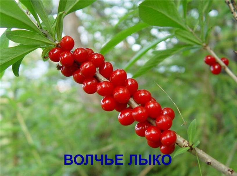 ВОЛЧЬЕ ЛЫКО