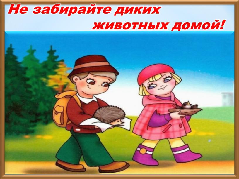 Не забирайте диких животных домой!