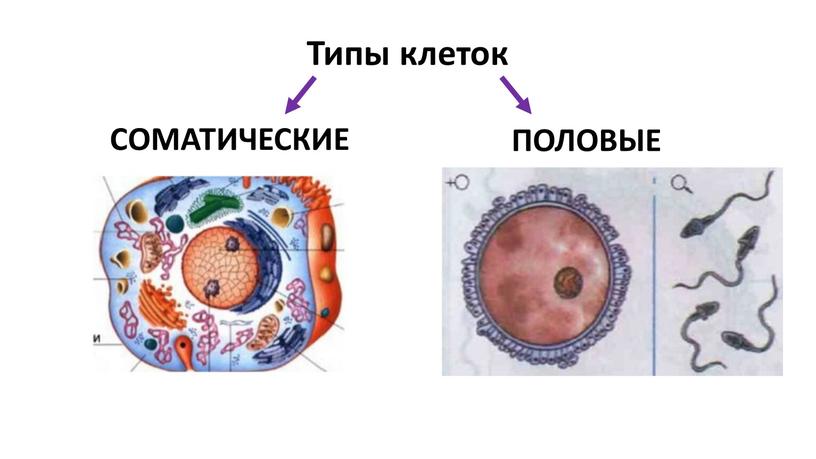 Типы клеток СОМАТИЧЕСКИЕ ПОЛОВЫЕ