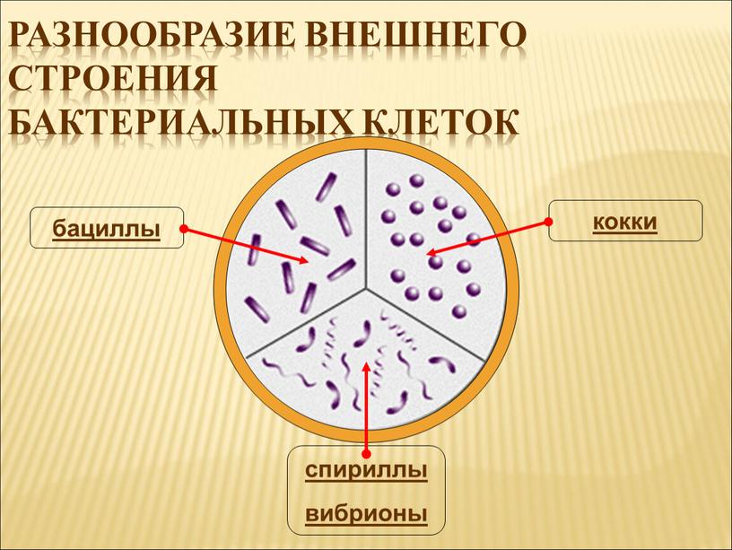 Разнообразие внешнего строения бактериальных клеток