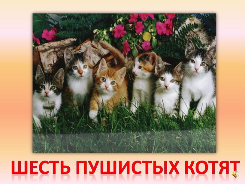 Шесть пушистых котят