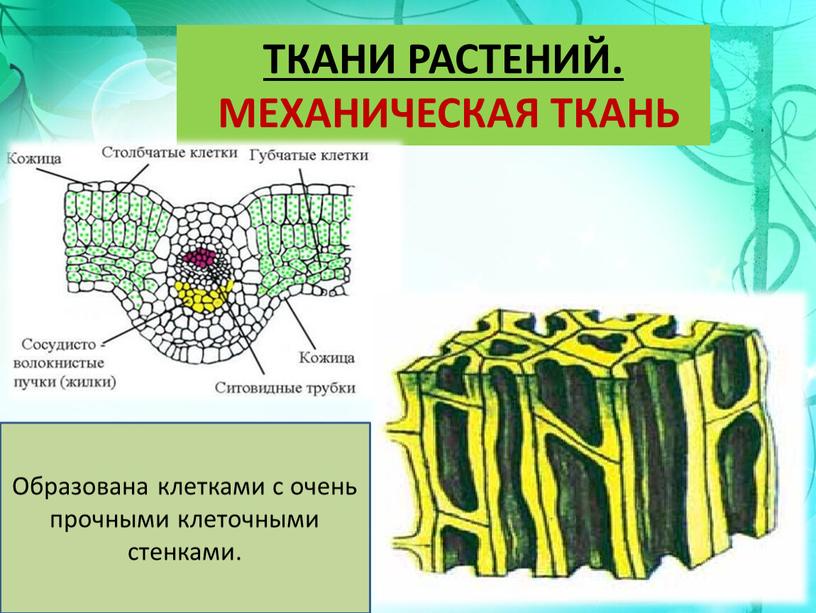 ТКАНИ РАСТЕНИЙ. МЕХАНИЧЕСКАЯ