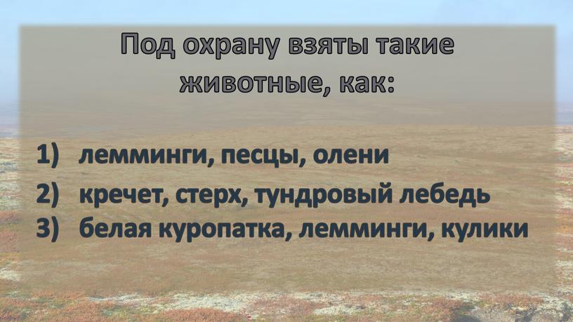 Под охрану взяты такие животные, как: лемминги, песцы, олени кречет, стерх, тундровый лебедь белая куропатка, лемминги, кулики