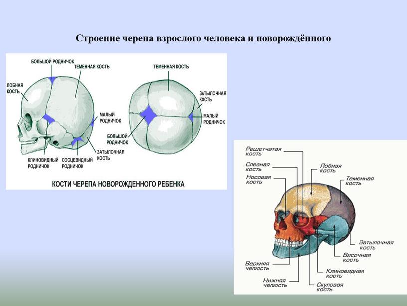 Строение черепа взрослого человека и новорождённого