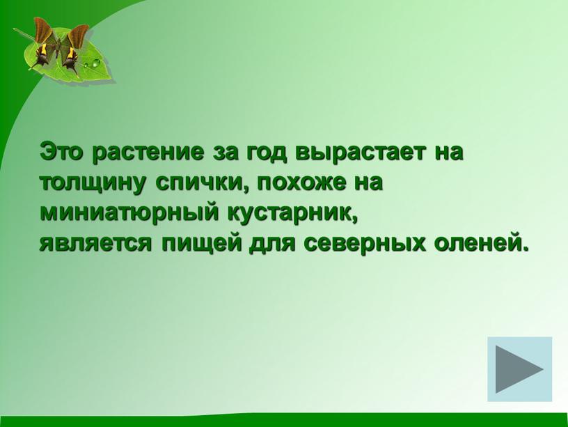 Это растение за год вырастает на толщину спички, похоже на миниатюрный кустарник, является пищей для северных оленей