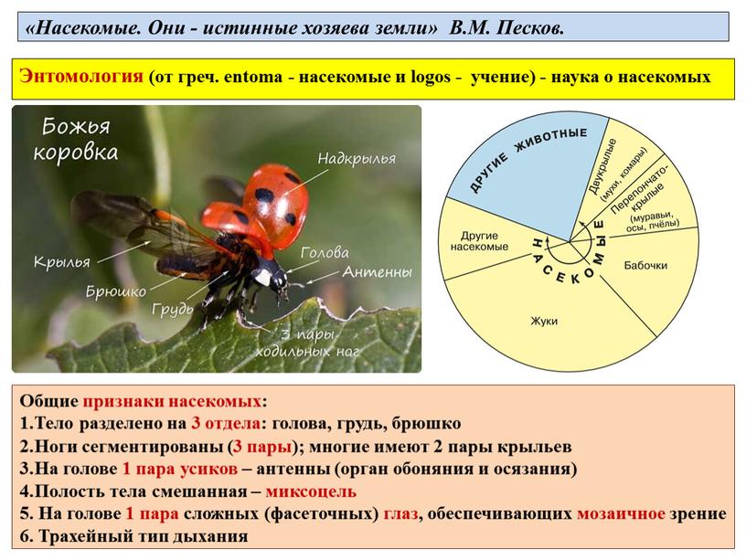 Общие признаки насекомых: Тело разделено на 3 отдела: голова, грудь, брюшко