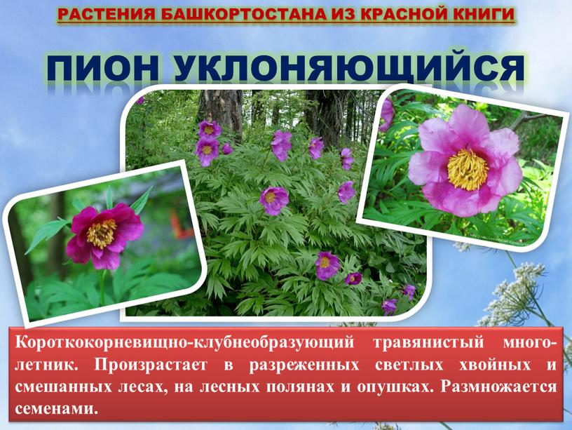 Растения Башкортостана из красной книги