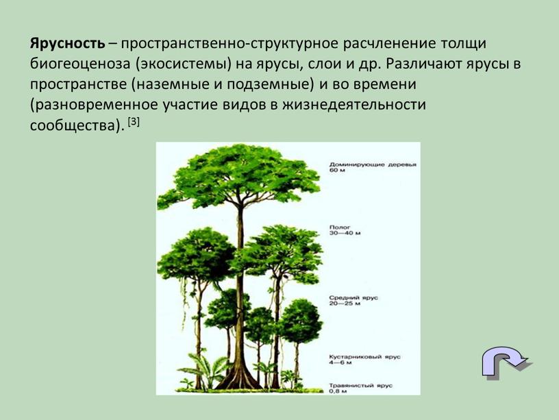 Ярусность – пространственно-структурное расчленение толщи биогеоценоза (экосистемы) на ярусы, слои и др