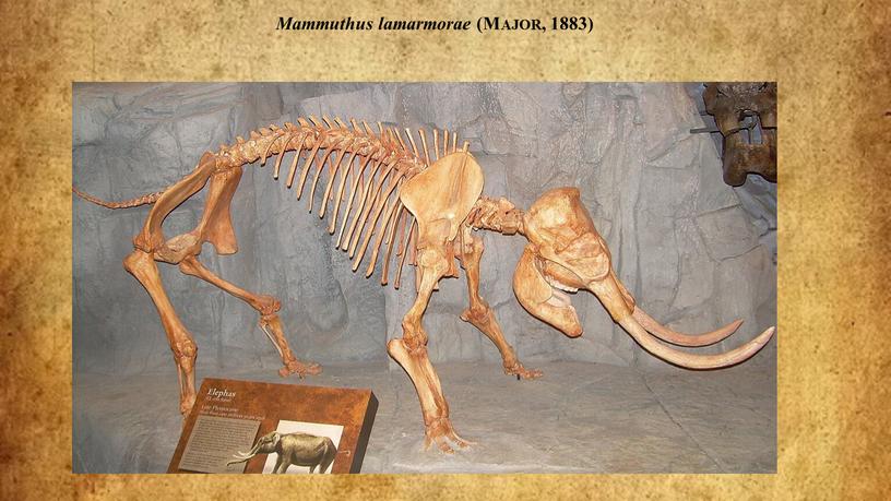 Mammuthus lamarmorae (Major, 1883)