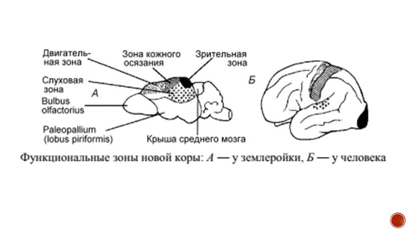 Нервная система позвоночных