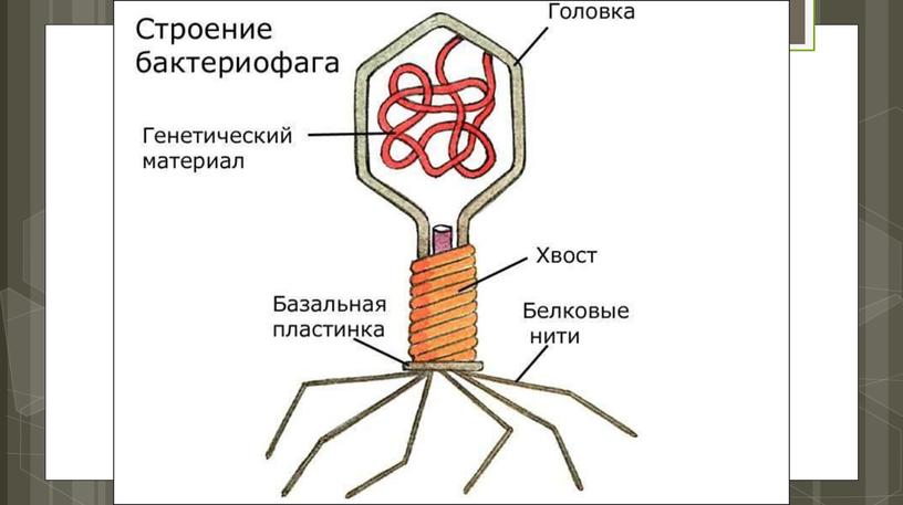 1. Систематика и разнообразие организмов