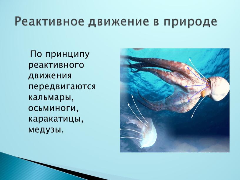По принципу реактивного движения передвигаются кальмары, осьминоги, каракатицы, медузы