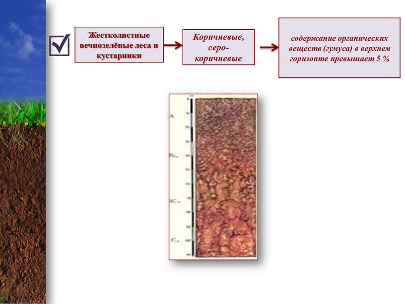 Жестколистные вечнозелёные леса и кустарники