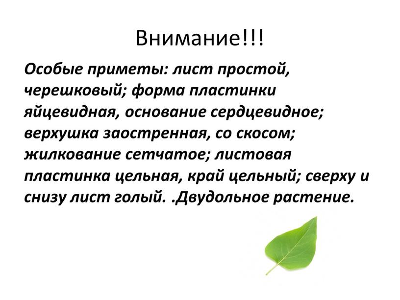 Внимание!!! Особые приметы: лист простой, черешковый; форма пластинки яйцевидная, основание сердцевидное; верхушка заостренная, со скосом; жилкование сетчатое; листовая пластинка цельная, край цельный; сверху и снизу…