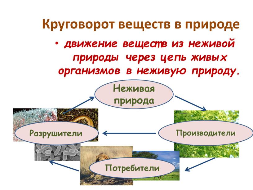 Круговорот веществ в природе движение веществ из неживой природы через цепь живых организмов в неживую природу