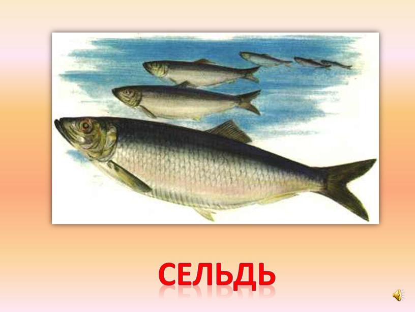 сельдь