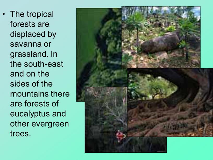 The tropical forests are displaced by savanna or grassland