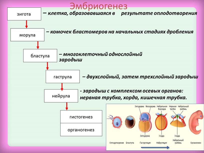 Индивидуальное развитие организма презентация 8 класс биология