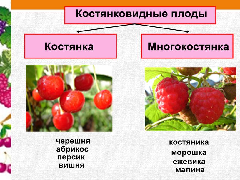 Урок биологии  по ФГОС 6 класс «Виды плодов  и  их классификация»