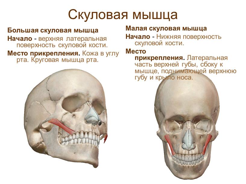 Скуловая мышца Большая скуловая мышца