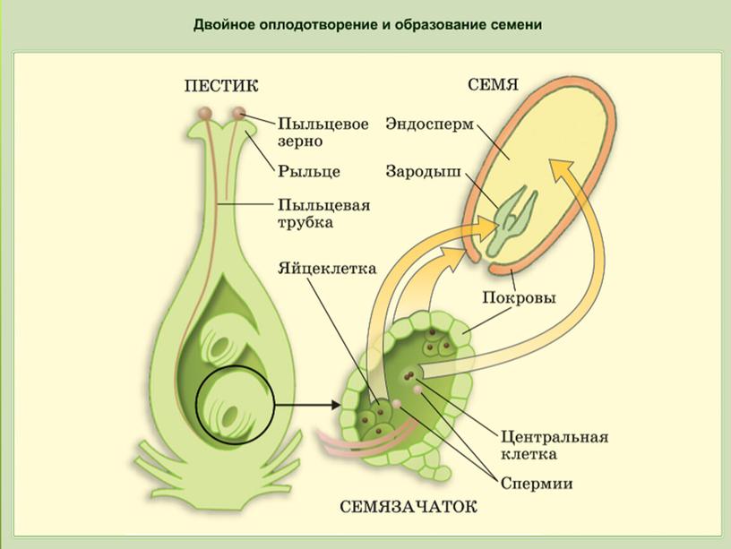 Покрытосеменные растения.