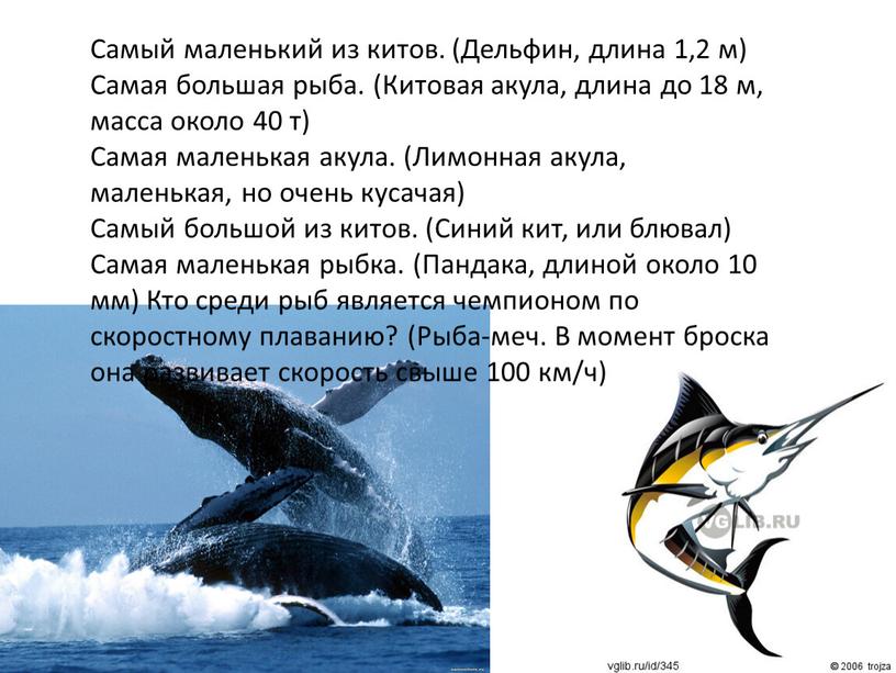 Самый маленький из китов. (Дельфин, длина 1,2 м)
